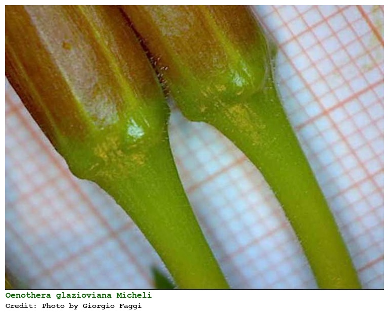 Oenothera glazioviana Micheli